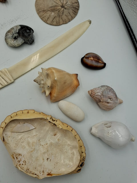 Sten og forsil samling